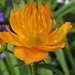 Trollius chinensis ′Golden Queen′  - Kogelbloem