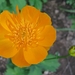 Trollius chinensis ′Golden Queen′  - Kogelbloem (1)