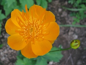 Trollius chinensis ′Golden Queen′  - Kogelbloem (1)