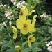 Verbascum Blattaria - Mottenkruid