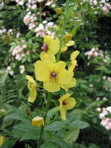 Verbascum Blattaria - Mottenkruid