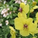 Verbascum Blattaria - Mottenkruid (1)