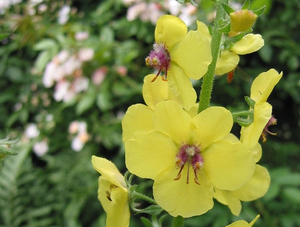 Verbascum Blattaria - Mottenkruid (1)