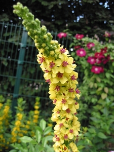 Verbascum nigrum - Zwarte Toorts