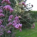 Verbena Bonariensis  -  IJzerhard