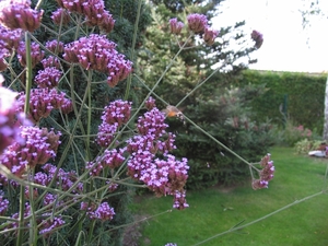 Verbena Bonariensis  -  IJzerhard