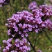 Verbena Bonariensis  -  IJzerhard (1)