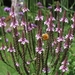 Verbena hastata 'Rosea' - IJzerhard