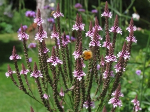 Verbena hastata 'Rosea' - IJzerhard