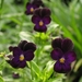 Viola Nigra