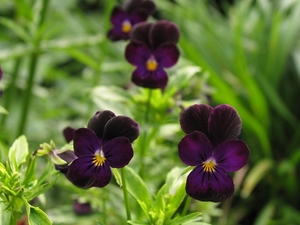 Viola Nigra