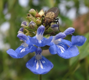 salvia uliginosa  'African Skies' 20 sep 2009 (7)