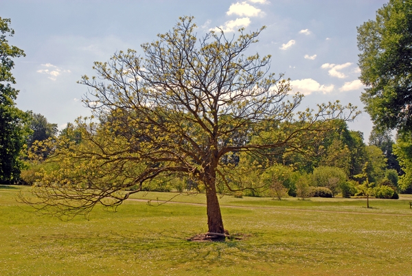 Meise,Plantentuin,Lente,Zomer,Herfst,Winter,Seizoenen