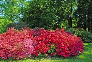 Bloemen in Meise (2)