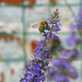 van bijtjes en bloemen (2)