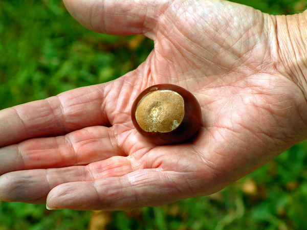 Meise,Plantentuin,Lente,Zomer,Herfst,Winter,Seizoenen