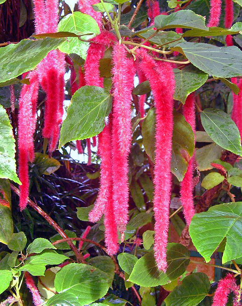 Meise,Plantentuin,Lente,Zomer,Herfst,Winter,Seizoenen