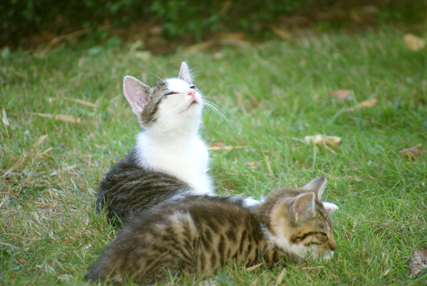 Wildebras en bruintje