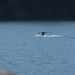 ALASKAcruise Icy Strait Point (47)
