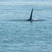 ALASKAcruise Icy Strait Point (65)