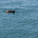 ALASKAcruise Icy Strait Point (68)