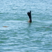 ALASKAcruise Icy Strait Point (72)