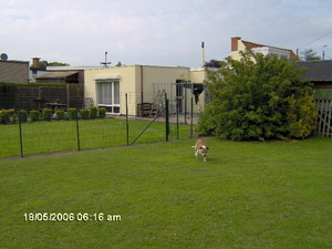 paco mijn hond in de tuin