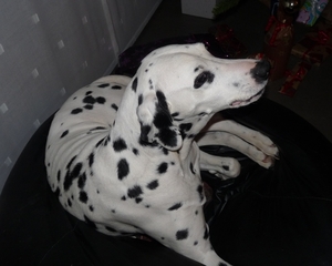2009_12_31 24 Kortrijk Paul-Ann - hond Jack