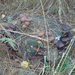 Paddestoelen