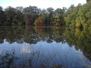 Kattesteertvijver