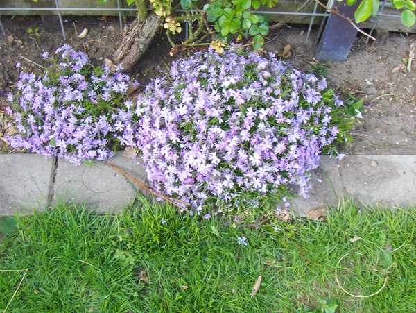 5 mei 003