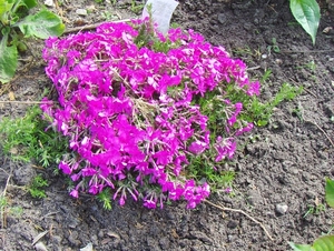 5 mei 005