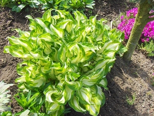 5 mei 006