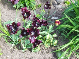 5 mei 011