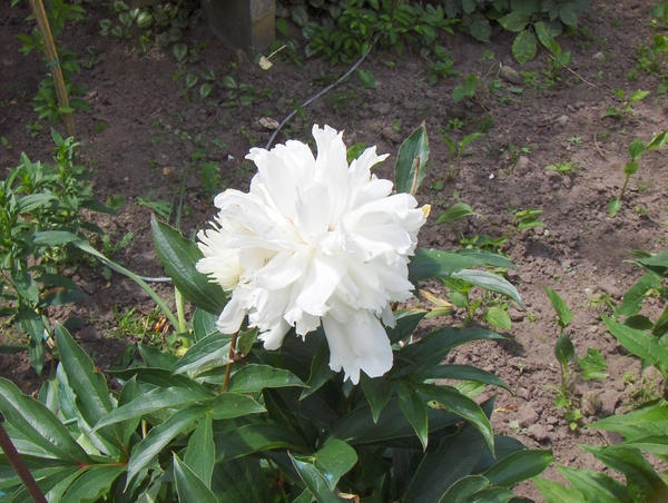 juni 016