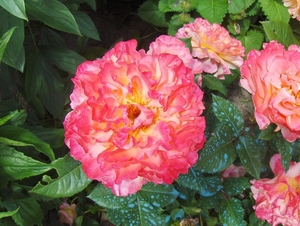 juni 019