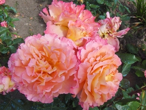 juni 020