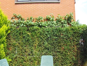 augustus 036