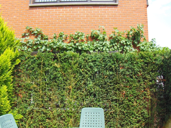 augustus 036