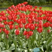 Bloemen - Keukenhof-Lisse