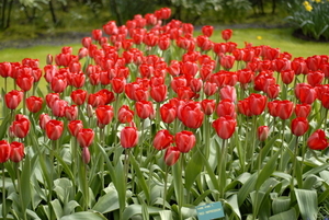 Bloemen - Keukenhof-Lisse