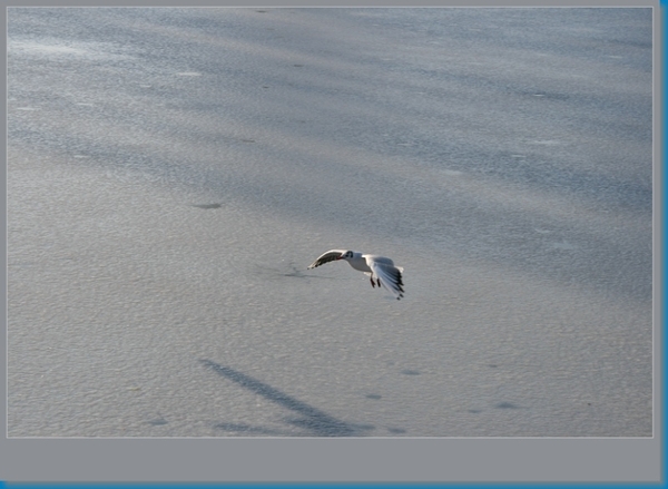 sized_hofstade in de sneeuw 3.1.2010 053