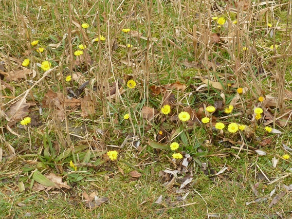 10.03.20.OOSTKAMP.SPEENKRUID