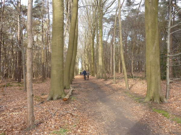 10.03.26.ST.MARIA-AALTER STUKJE BOS