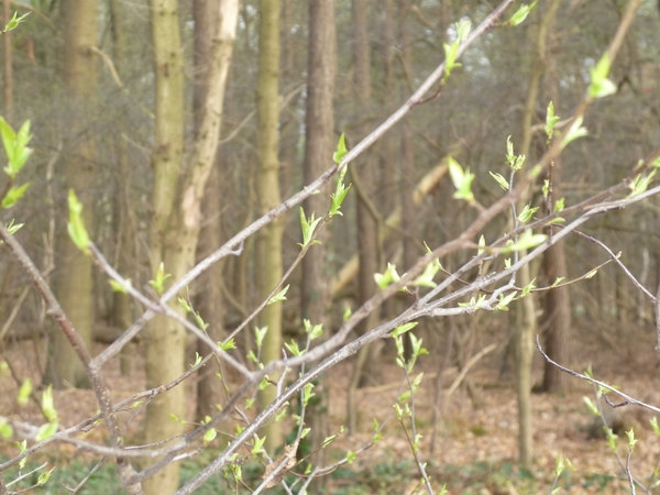 10.03.26.ST.MARIA-AALTER EN DE BLAADJES KRIJGEN BOMEN