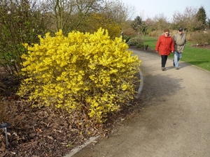 10.04.04.EEKLO.FORCYTIA IN VOLLE BLOEI
