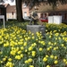 10.04.04 ST JORIS.DE LATTENKLIEVER IN DE BLOEMEN