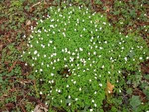 10.04.05.OOSTKAMP .BOSANEMONEN