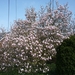 10.04.10.ARDOOIE .MAGNOLEUM