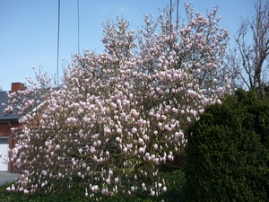 10.04.10.ARDOOIE .MAGNOLEUM